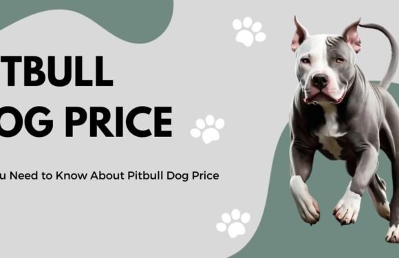 All You Need to Know About Pitbull Dog Price