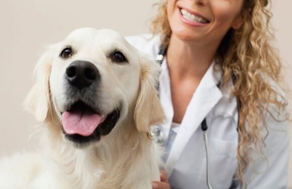 How Veterinary Hospitals Provide Holistic And Integrative Care