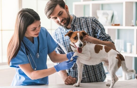 How Veterinary Clinics Manage Emergencies With Confidence
