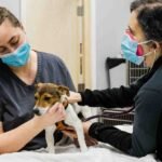 How Urgent Care Centers Provide Compassionate Stabilization For Pets