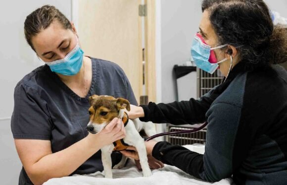 How Urgent Care Centers Provide Compassionate Stabilization For Pets