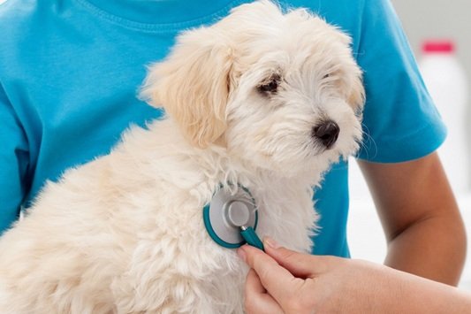 The Role Of Diagnostics In Early Detection For Small Animals