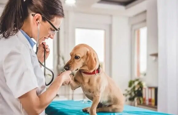Why Animal Hospitals Provide Peace Of Mind For Families