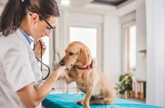 Why Animal Hospitals Provide Peace Of Mind For Families