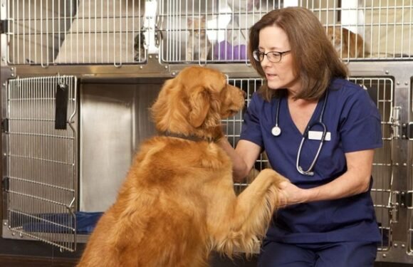 The Role Of Animal Clinics In Addressing Behavioral Issues