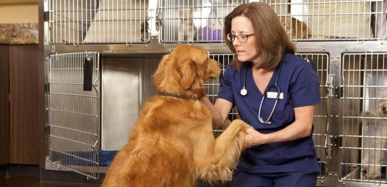 The Role Of Animal Clinics In Addressing Behavioral Issues