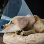 Why Spay And Neuter Services Are Essential For Community Health