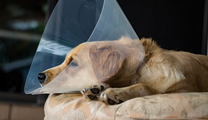 Why Spay And Neuter Services Are Essential For Community Health