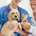 5 Services That Make General Veterinarians Indispensable