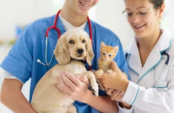 5 Services That Make General Veterinarians Indispensable