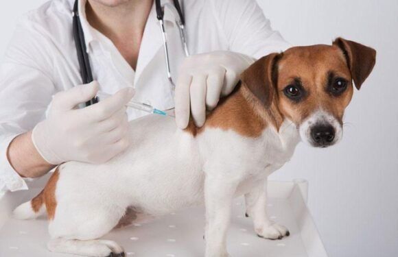 Why Vaccinations Are A Cornerstone Of Veterinary Services