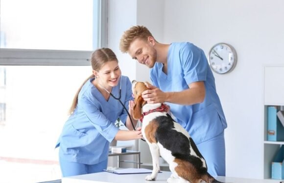 3 Key Advantages Of Using A Full Service Veterinary Clinic