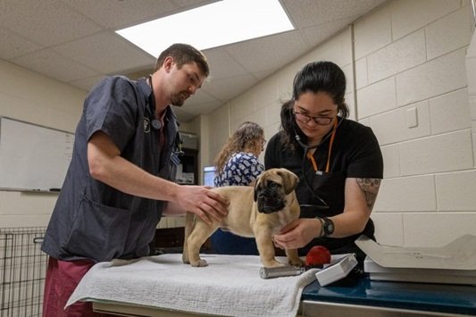 Why Veterinary Hospitals Are Leaders In Preventive Medicine