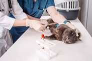 The Importance Of Blood Work In Animal Hospital Services