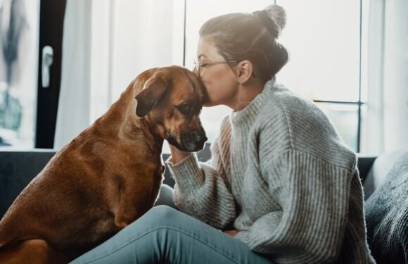 How Vets Support Pet Owners With Chronic Conditions