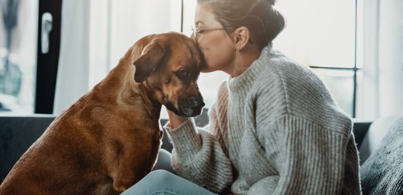 How Vets Support Pet Owners With Chronic Conditions