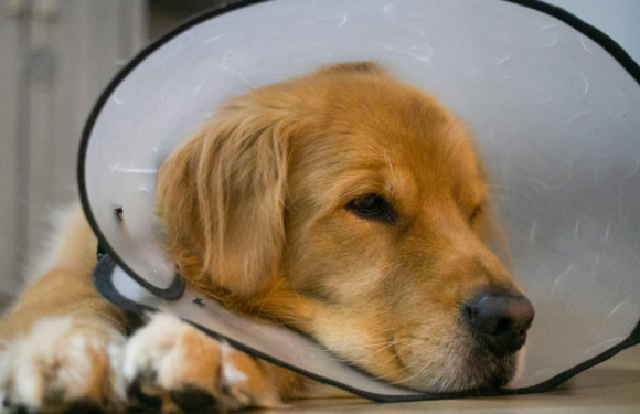 Why Vaccinations Are A Cornerstone Of Veterinary Services