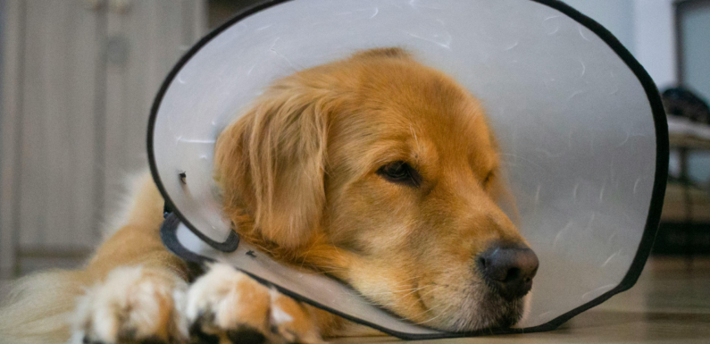 Why Vaccinations Are A Cornerstone Of Veterinary Services